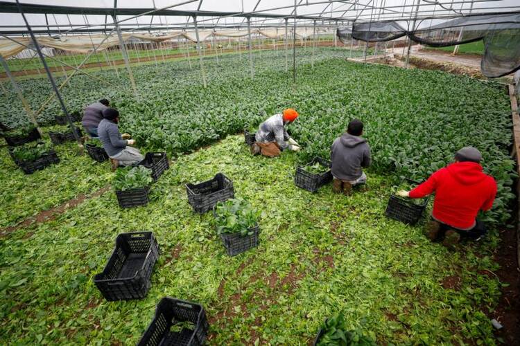 Indian farmworkers collect vegetables that the company hopes to sell in the market in Sant'Angelo Romano, Italy, in this April 22, 2020, photo. (CNS photo/Guglielmo Mangiapane, Reuters)
