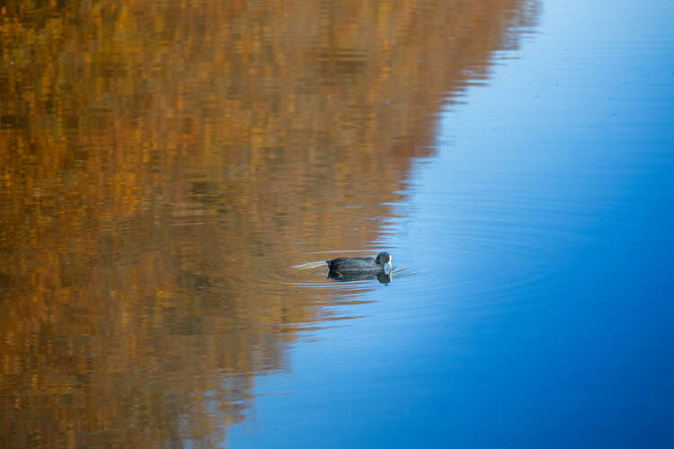 a duck glides in water between the reflection of trees and the reflection of the sky