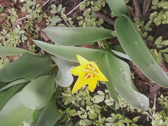 Spring Flower