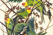 Carolina Parakeet (Conuropsis carolinensis), Study for Havell pl. no. 26