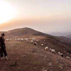 A man standing on top of a hill next to a herd of sheep